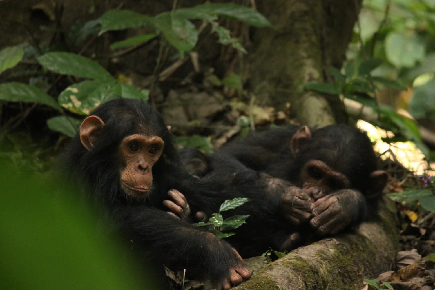 Young chimpanzees in Gombe Stream National Park